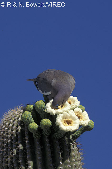 White-winged Dove b13-30-027.jpg